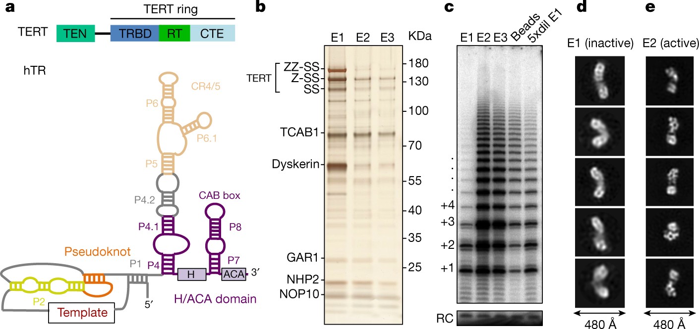Cryo-EM structure of substrate-bound human telomerase holoenzyme | Nature