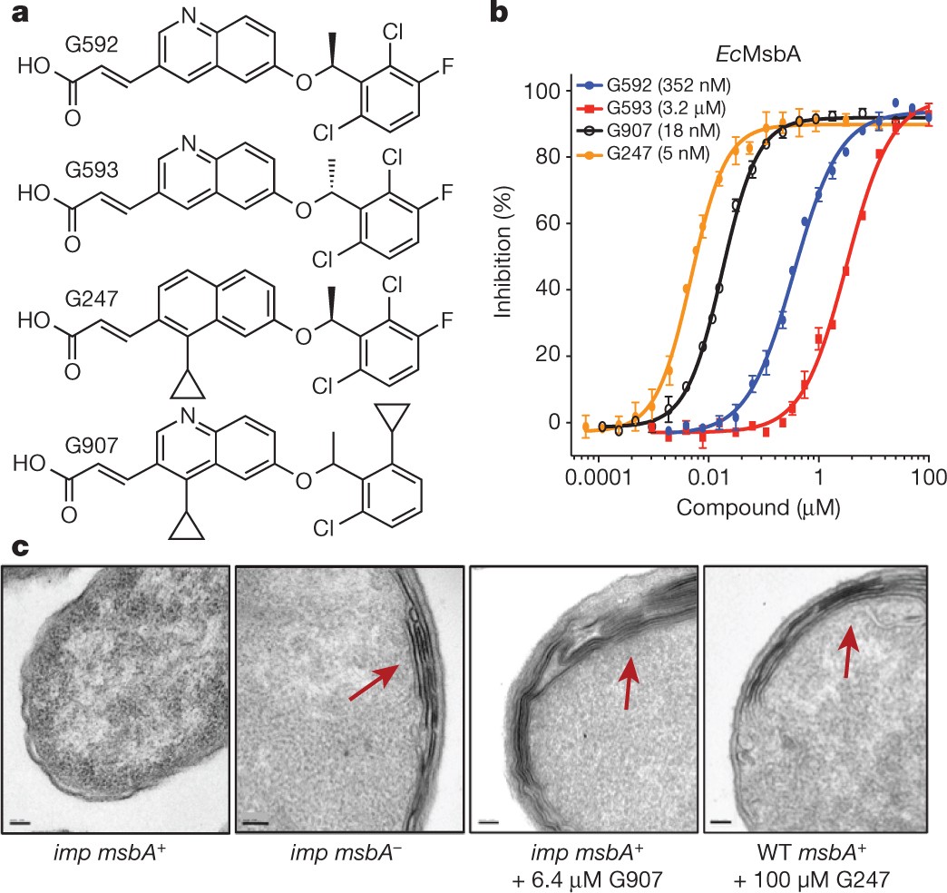 Structural Basis For Dual Mode Inhibition Of The Abc Transporter Msba Nature Structural Basis For Dual Mode Inhibition Of The Abc Transporter Msba Nature