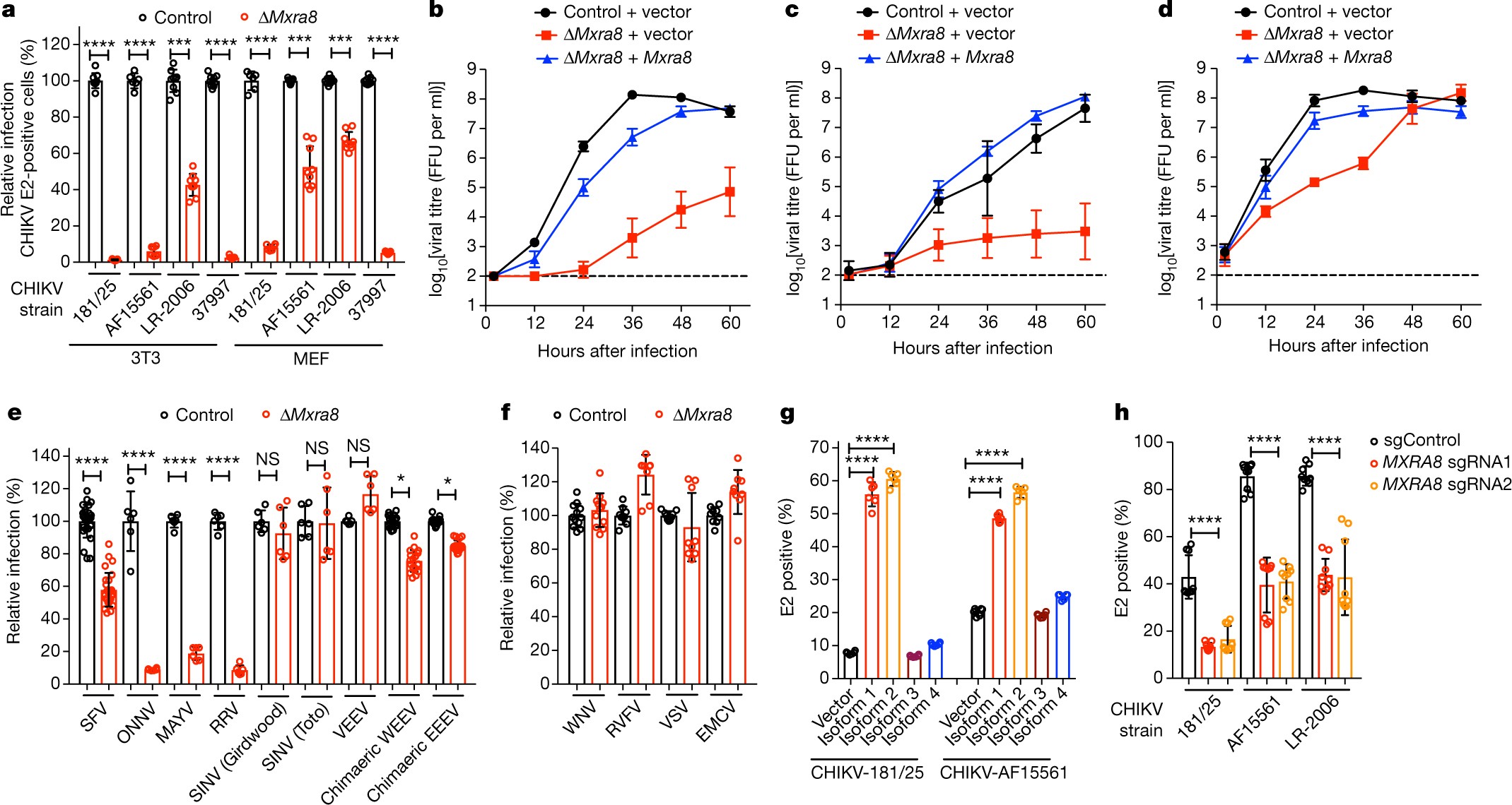 Mxra8 is a receptor for multiple arthritogenic alphaviruses | Nature