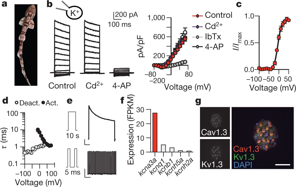 Molecular Tuning Of Electroreception In Sharks And Skates Nature