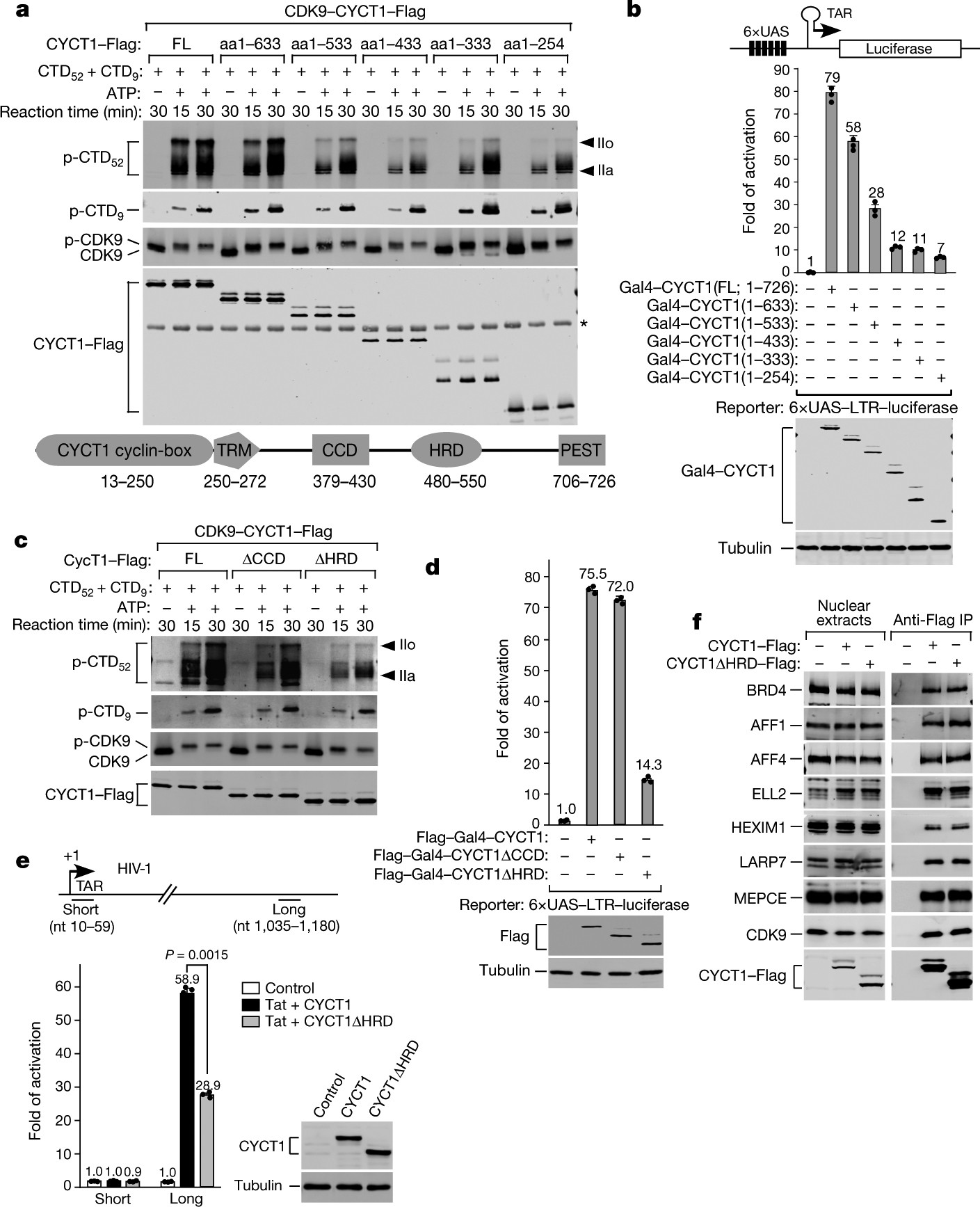 Cell cycle-specific phase separation regulated by protein charge blockiness