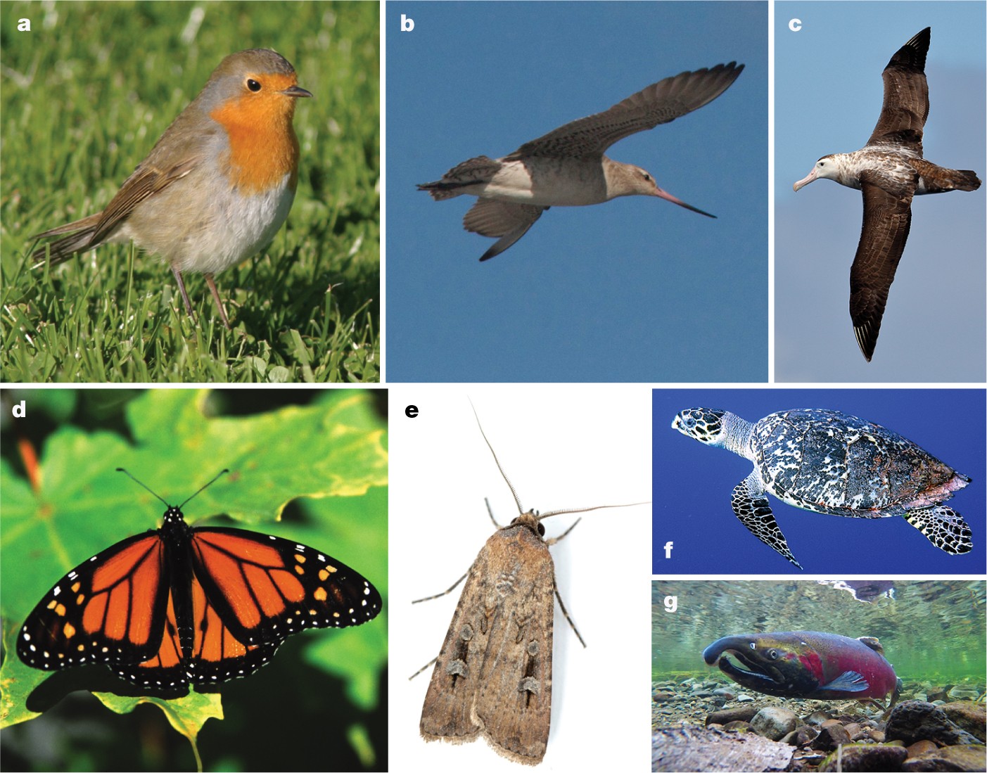 Long-distance navigation and magnetoreception in migratory animals | Nature