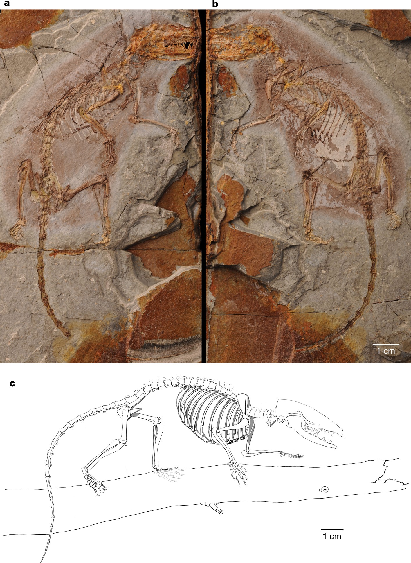 The origin and early evolution of metatherian mammals: the Cretaceous record