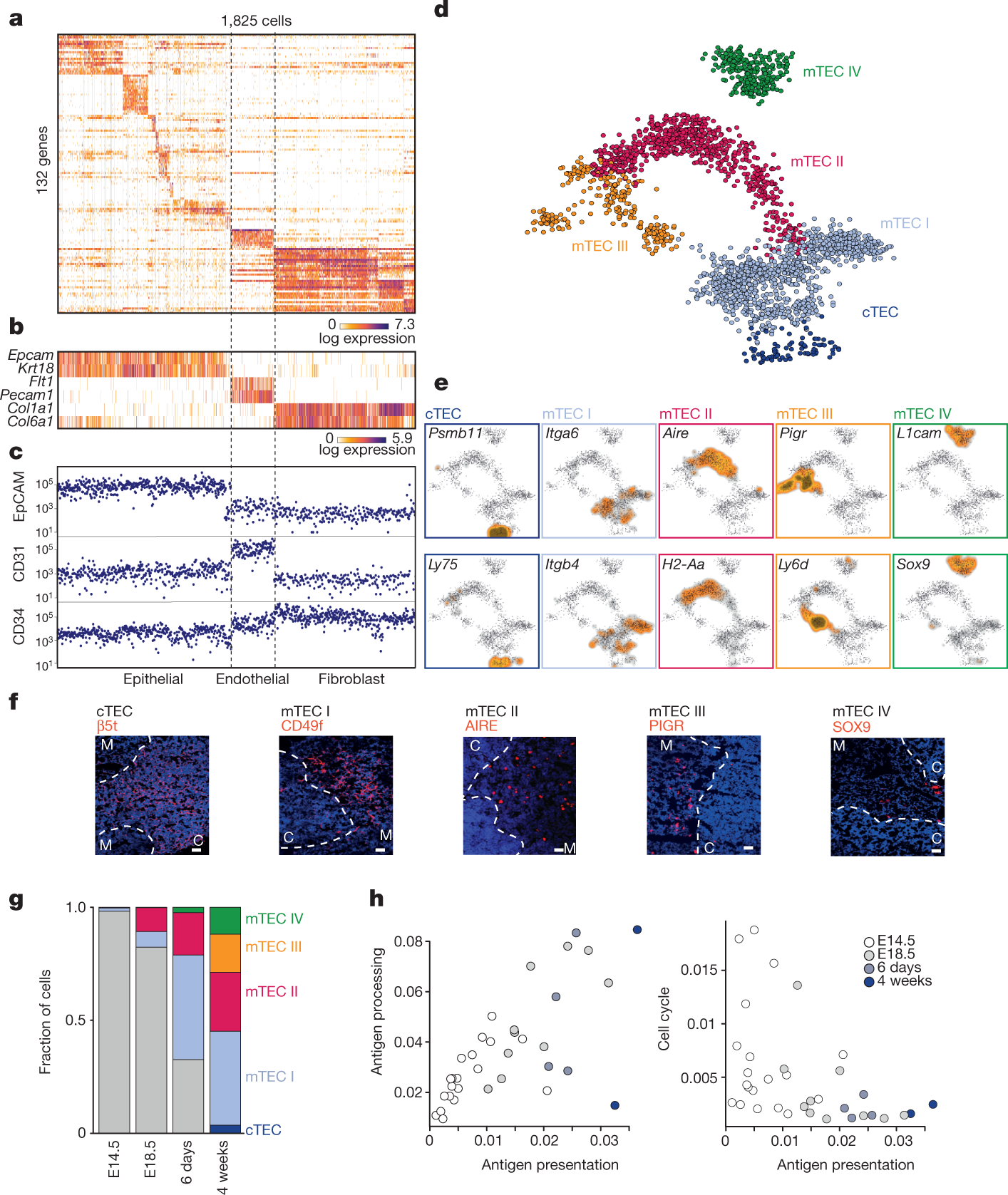 Single Cell Mapping Of The Thymic Stroma Identifies Il 25