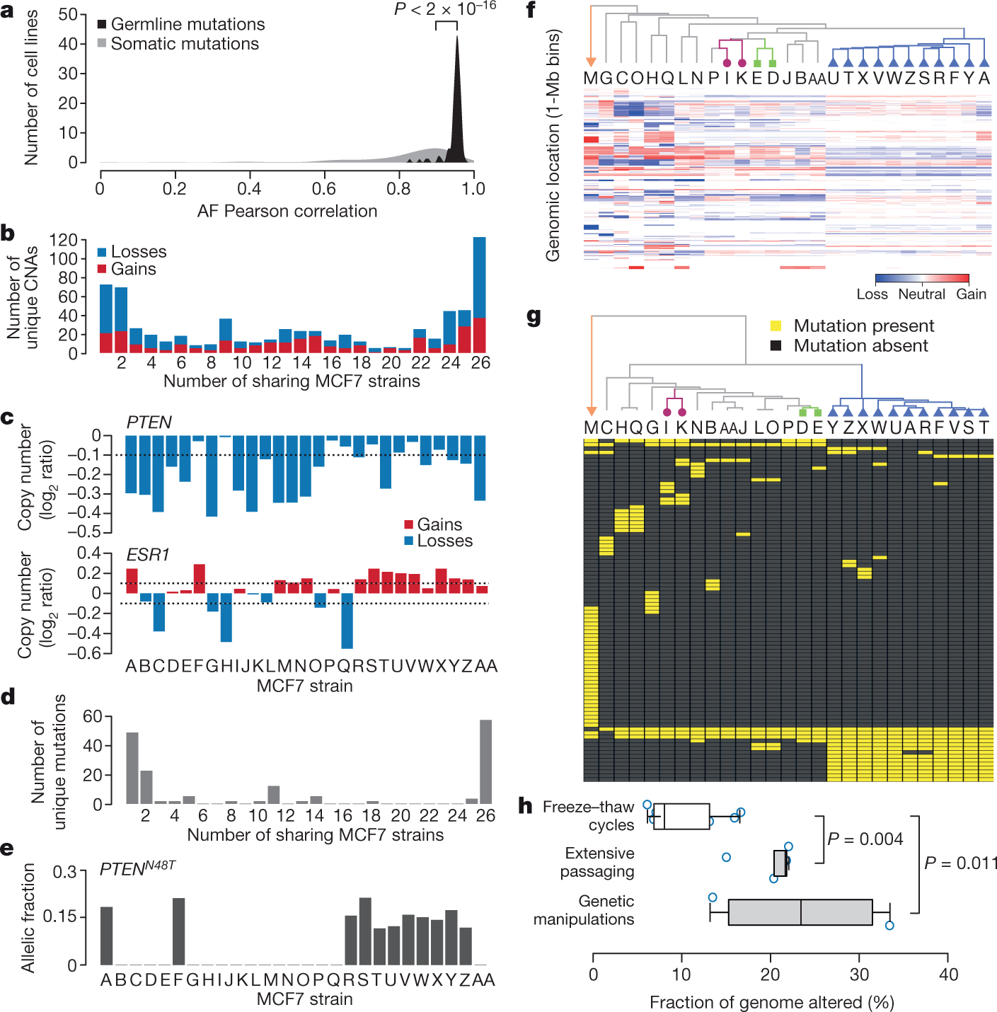 Four in ten have anti-cancer gene Four in ten have anti-cancer gene