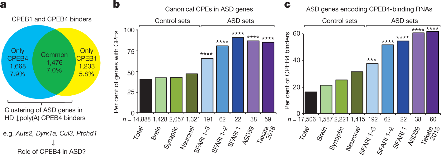 Autism Risk Genes Also Linked To Higher >> Autism Like Phenotype And Risk Gene Mrna Deadenylation By Autism Risk Genes Also Linked To Higher >> Autism Like Phenotype And Risk Gene Mrna Deadenylation By