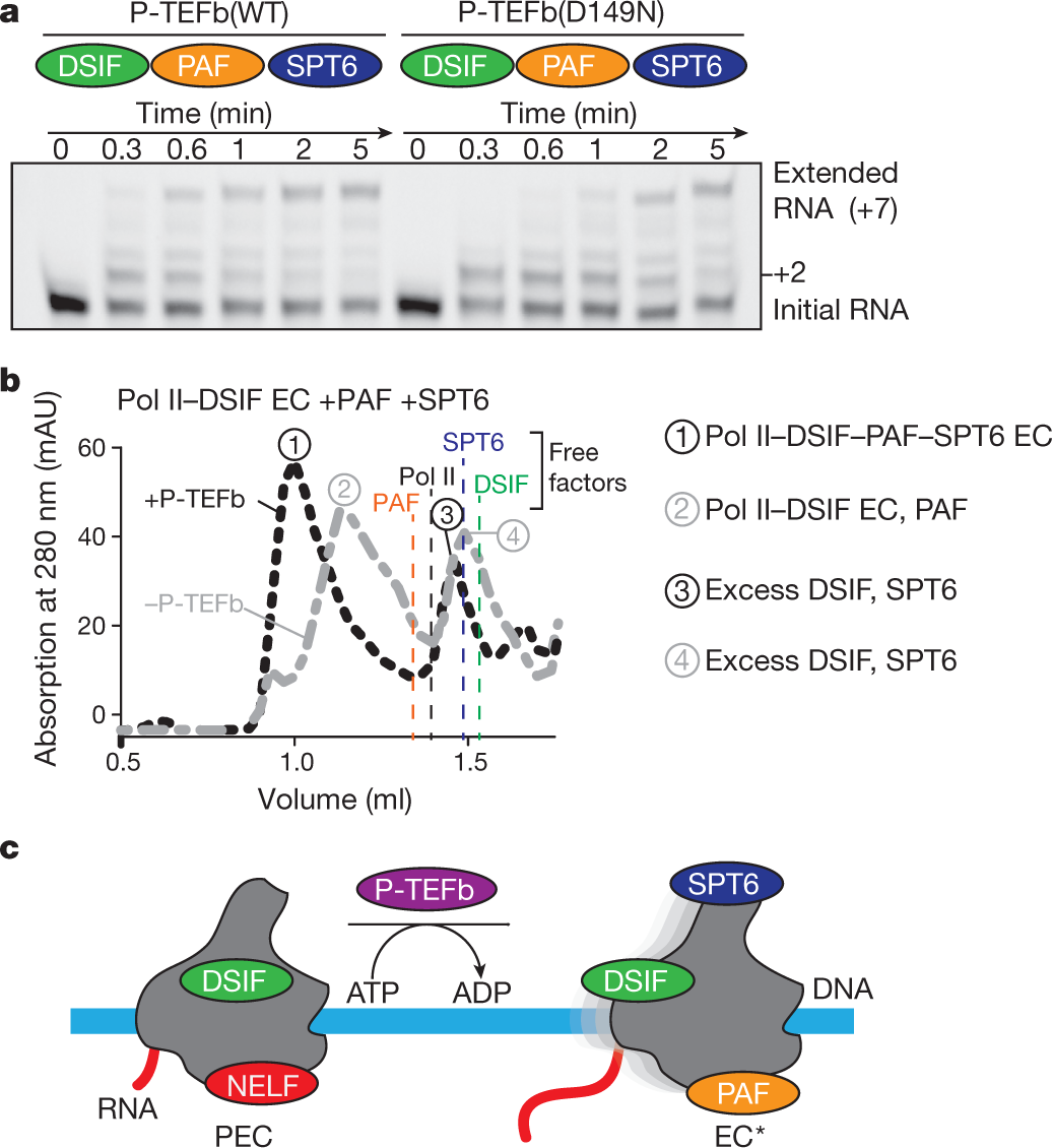 Structure Of Activated Transcription Complex Pol Ii Dsif Paf Spt6 Nature