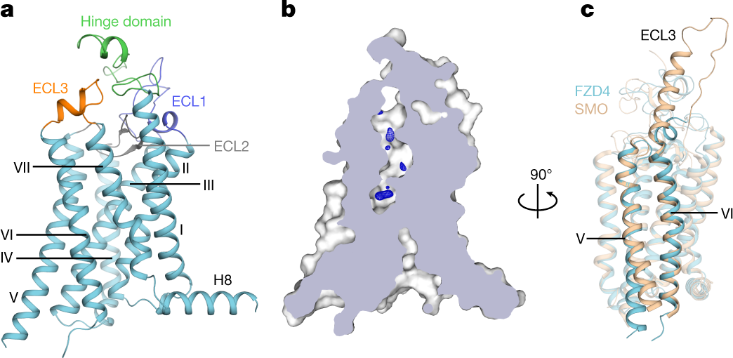 Crystal Structure Of The Frizzled 4 Receptor In A Ligand Free State Nature Crystal Structure Of The Frizzled 4 Receptor In A Ligand Free State Nature