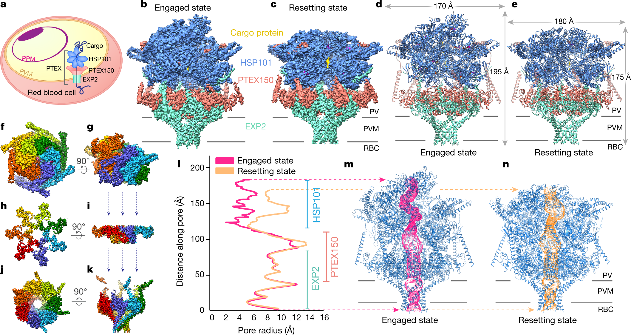 Malaria Parasite Translocon Structure And Mechanism Of Effector