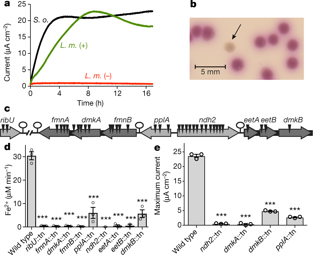A flavin-based extracellular electron transfer mechanism in diverse Gram-positive  bacteria | Nature