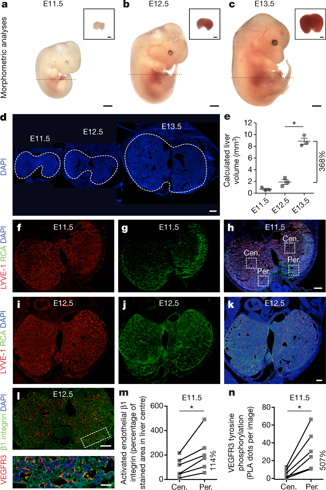 Mechanosensing By β1 Integrin Induces Angiocrine Signals For - 