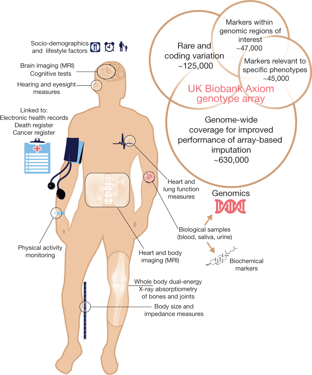 Kaggle X Videos - The UK Biobank resource with deep phenotyping and genomic data | Nature