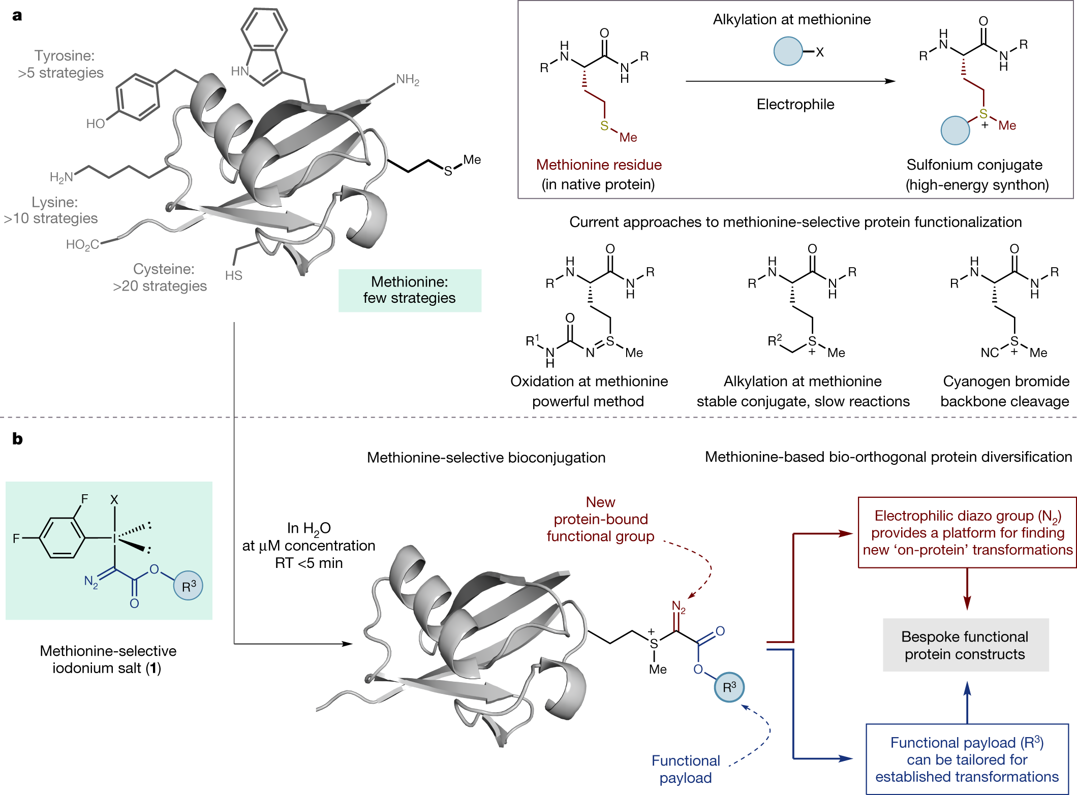 a protein functionalization platform based on selective reactions at