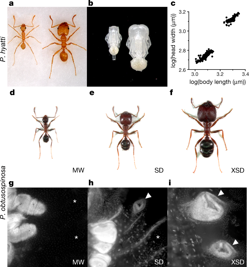 Social regulation of a rudimentary organ generates complex worker-caste  systems in ants | Nature