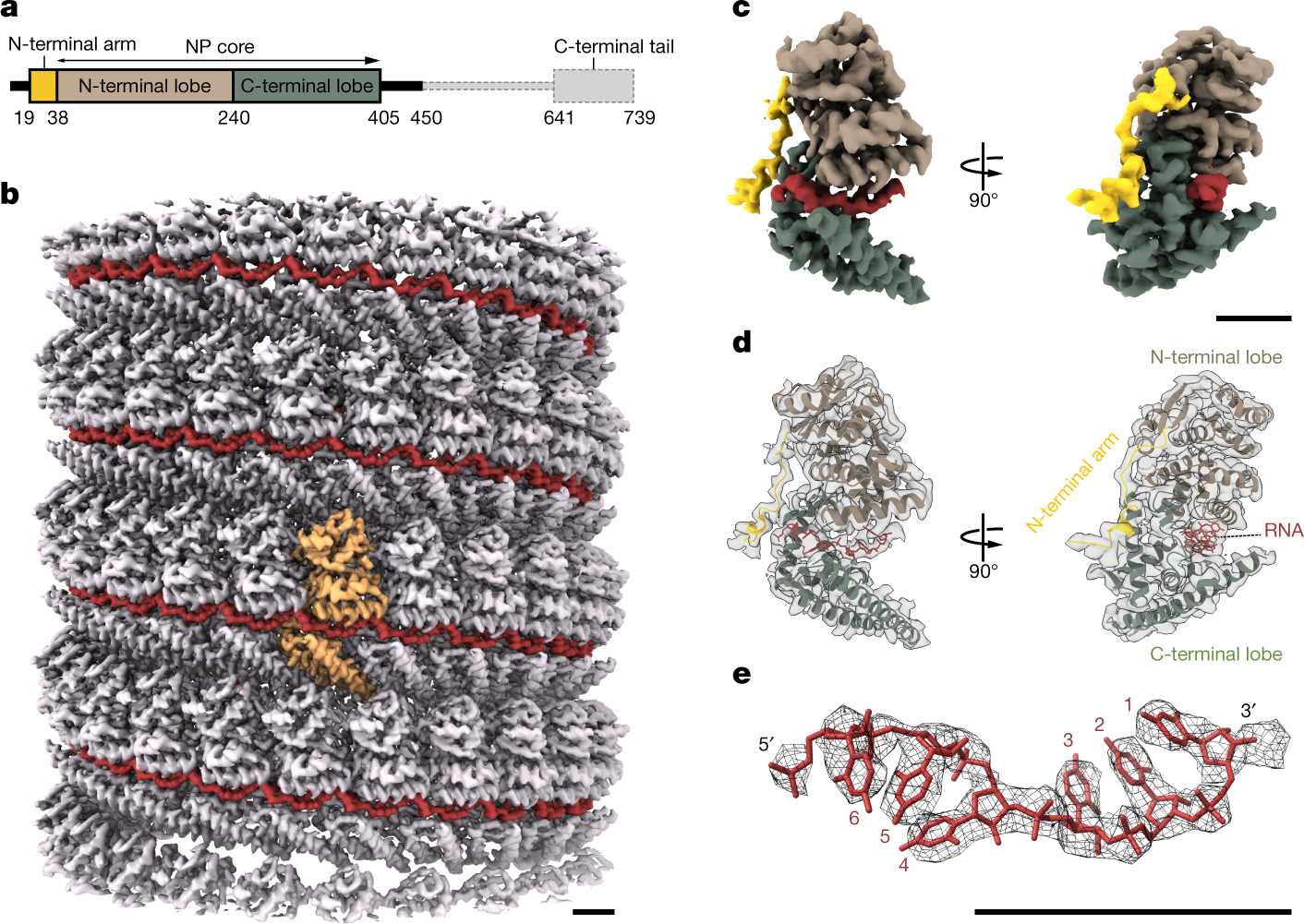 Cryo Em Structure Of The Ebola Virus Nucleoprotein Rna Complex At 3 6 A Resolution Nature