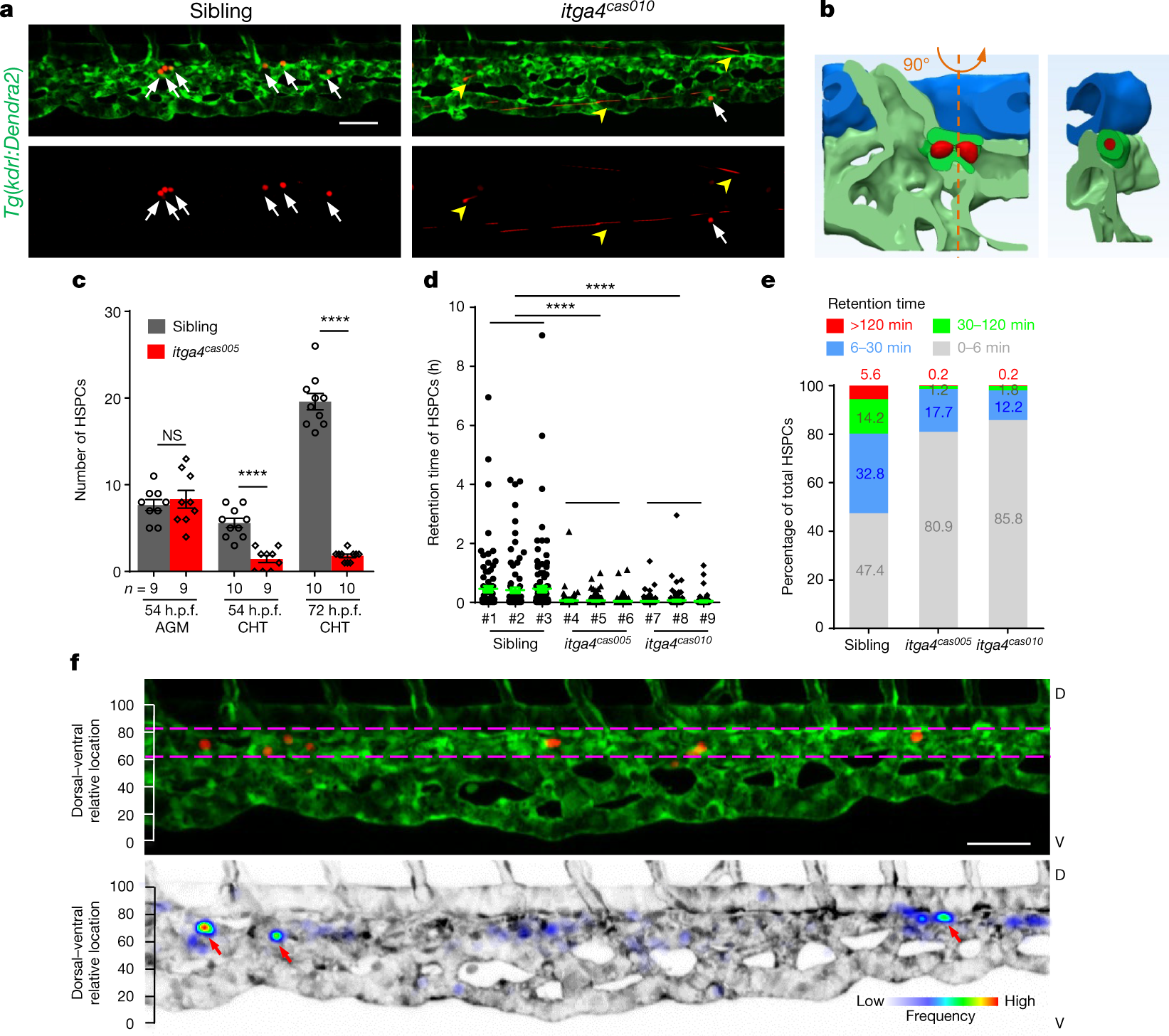 VCAM-1+ macrophages guide the homing of HSPCs to a vascular niche 