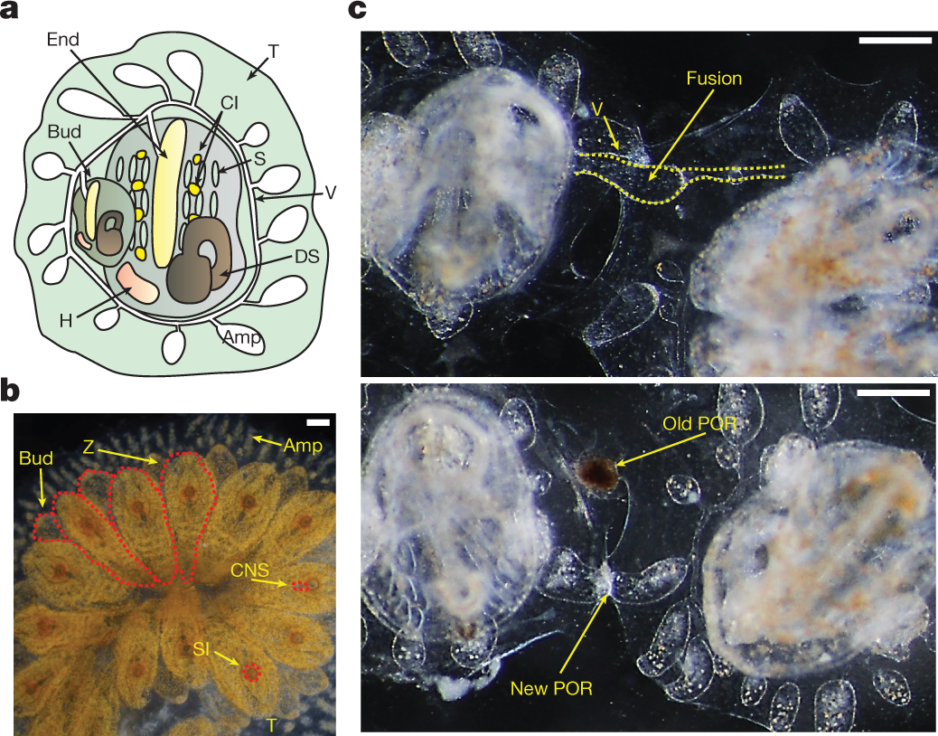 Port etches hi-res stock photography and images - Alamy, image size:1038x814