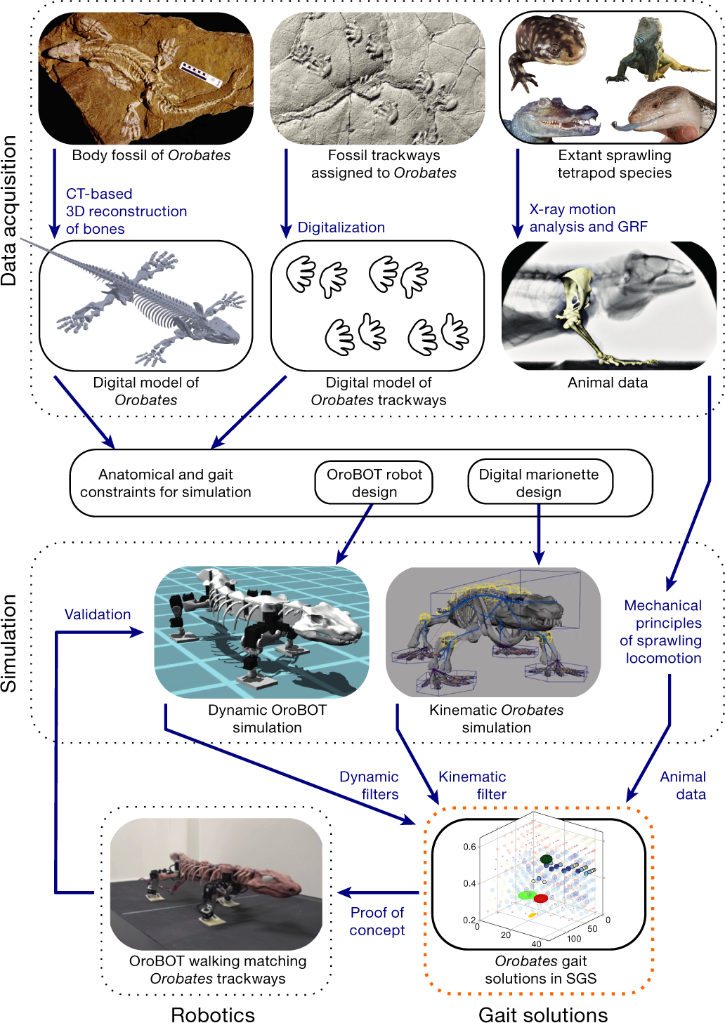 Reverse-engineering the locomotion of a stem amniote | Nature