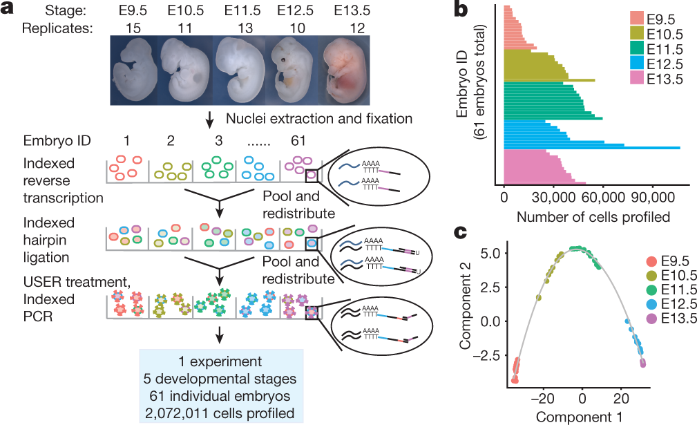 Spatiotemporal transcriptomic maps of whole mouse embryos at the