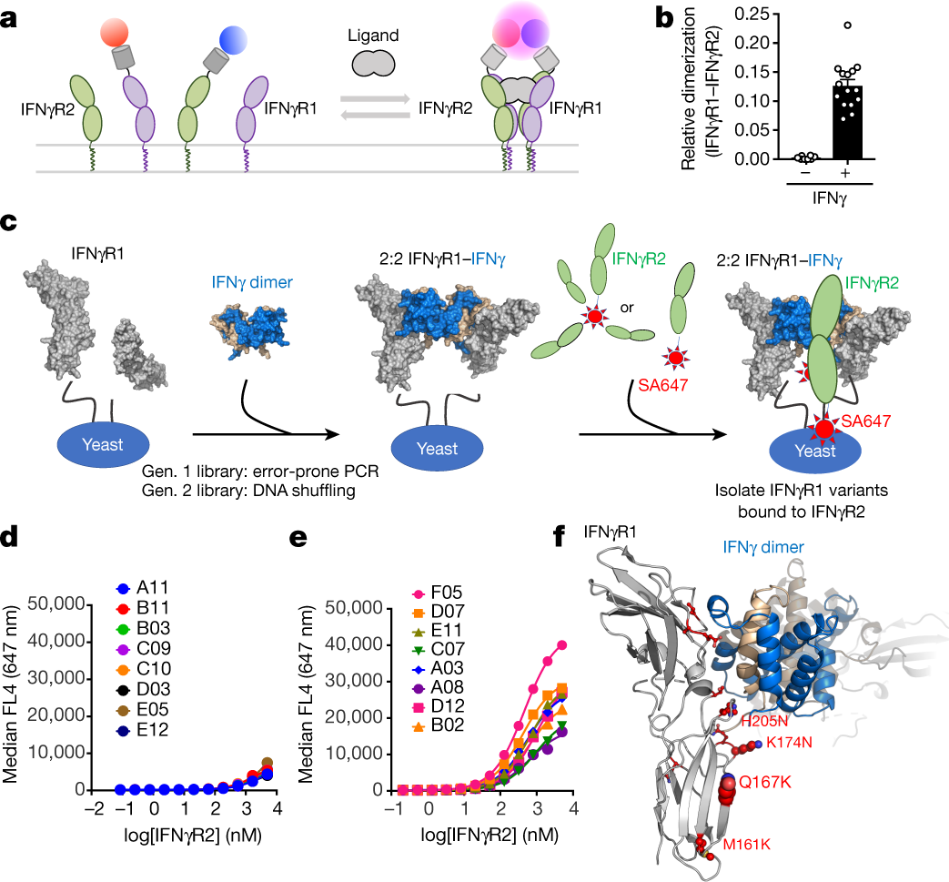 Fc gamma receptor IIa suppresses type I and III interferon production by  human myeloid immune cells - Newling - 2018 - European Journal of  Immunology - Wiley Online Library