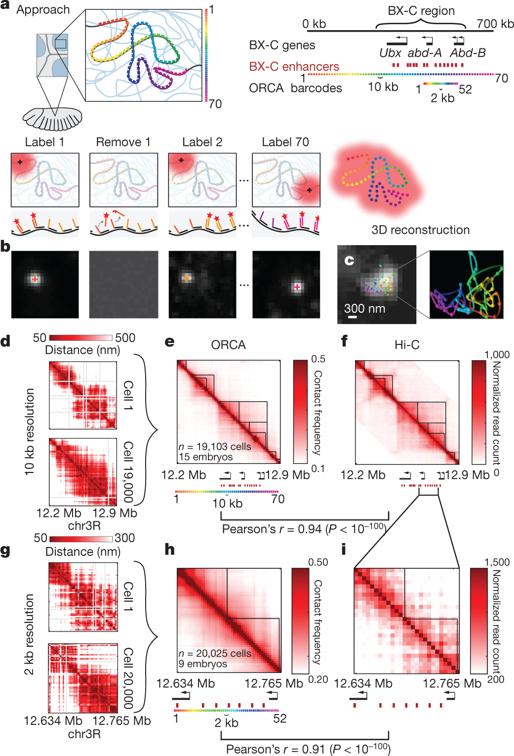 Visualizing Dna Folding And Rna In Embryos At Single Cell Resolution Nature