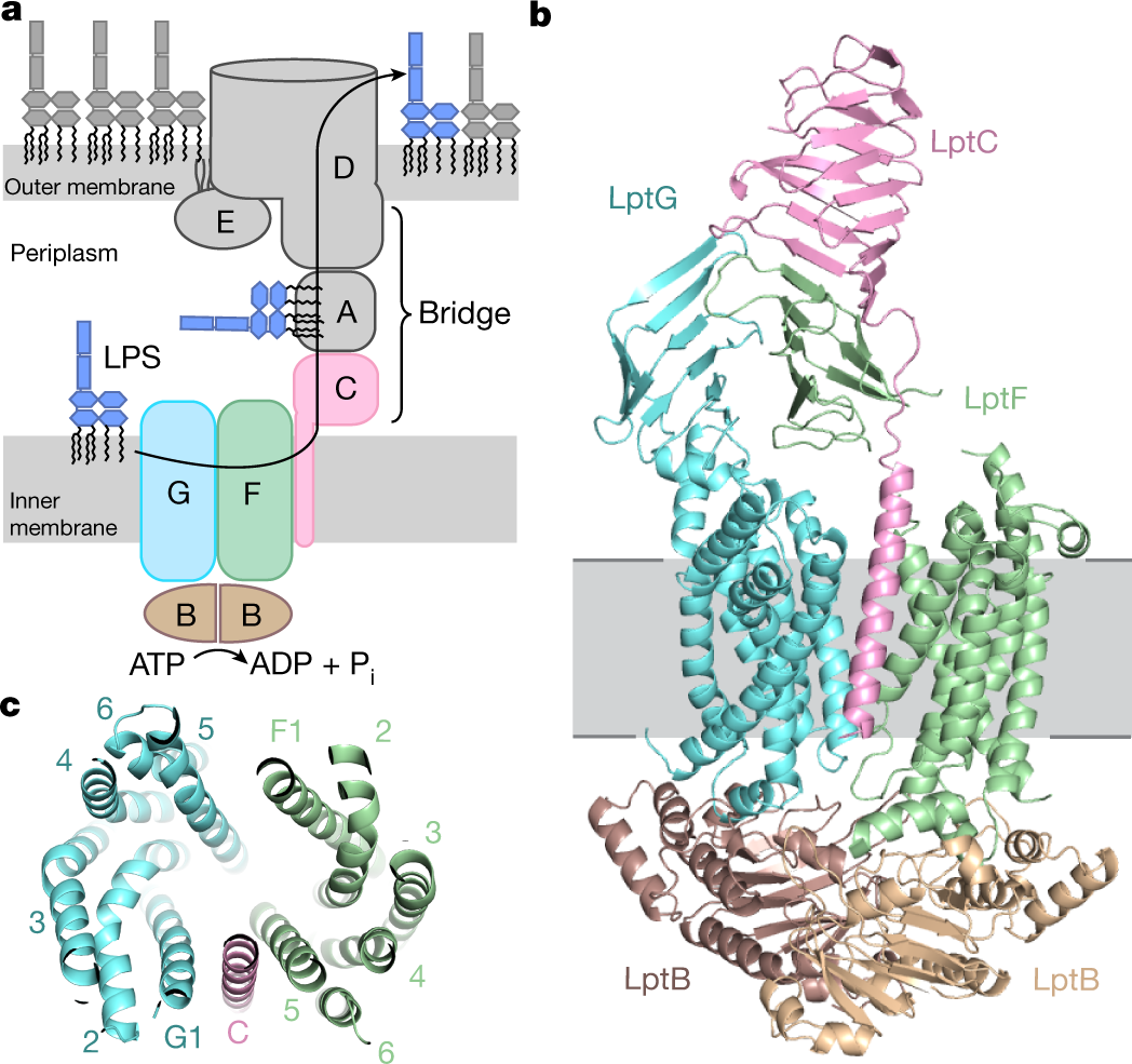 Structural basis of unidirectional export of lipopolysaccharide to the cell  surface | Nature