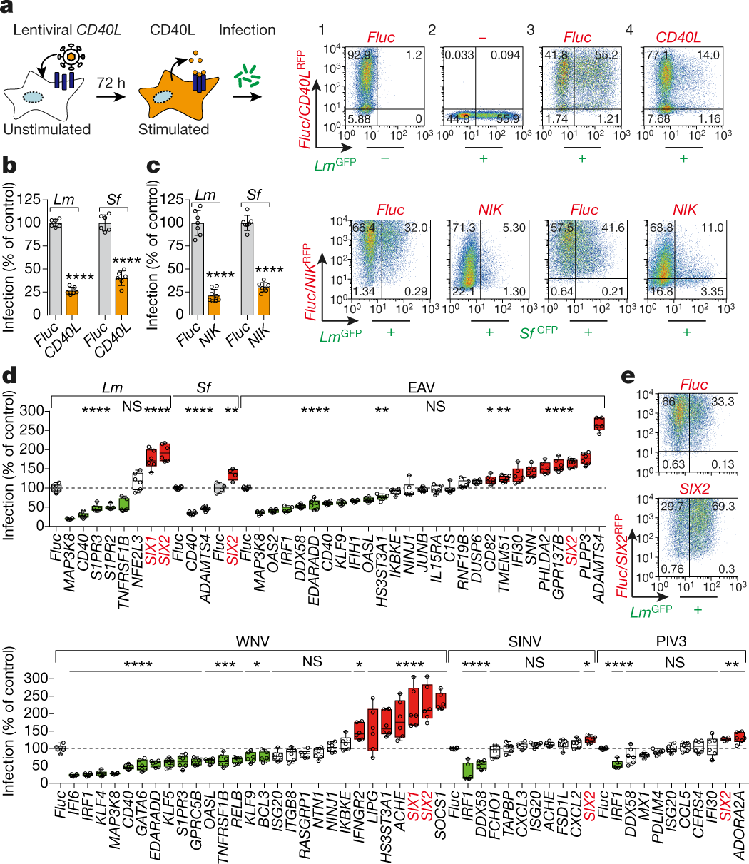 A NIK–SIX signalling axis controls inflammation by targeted silencing of  non-canonical NF-κB | Nature