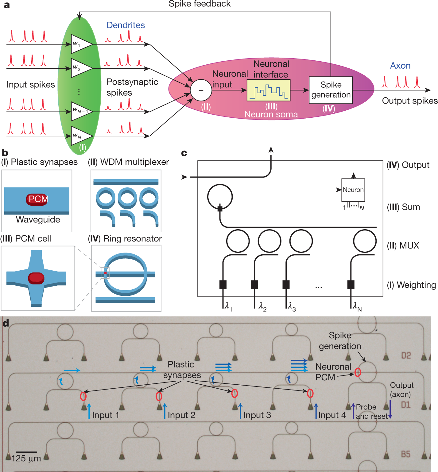 All-optical spiking neurosynaptic networks with self-learning capabilities  | Nature
