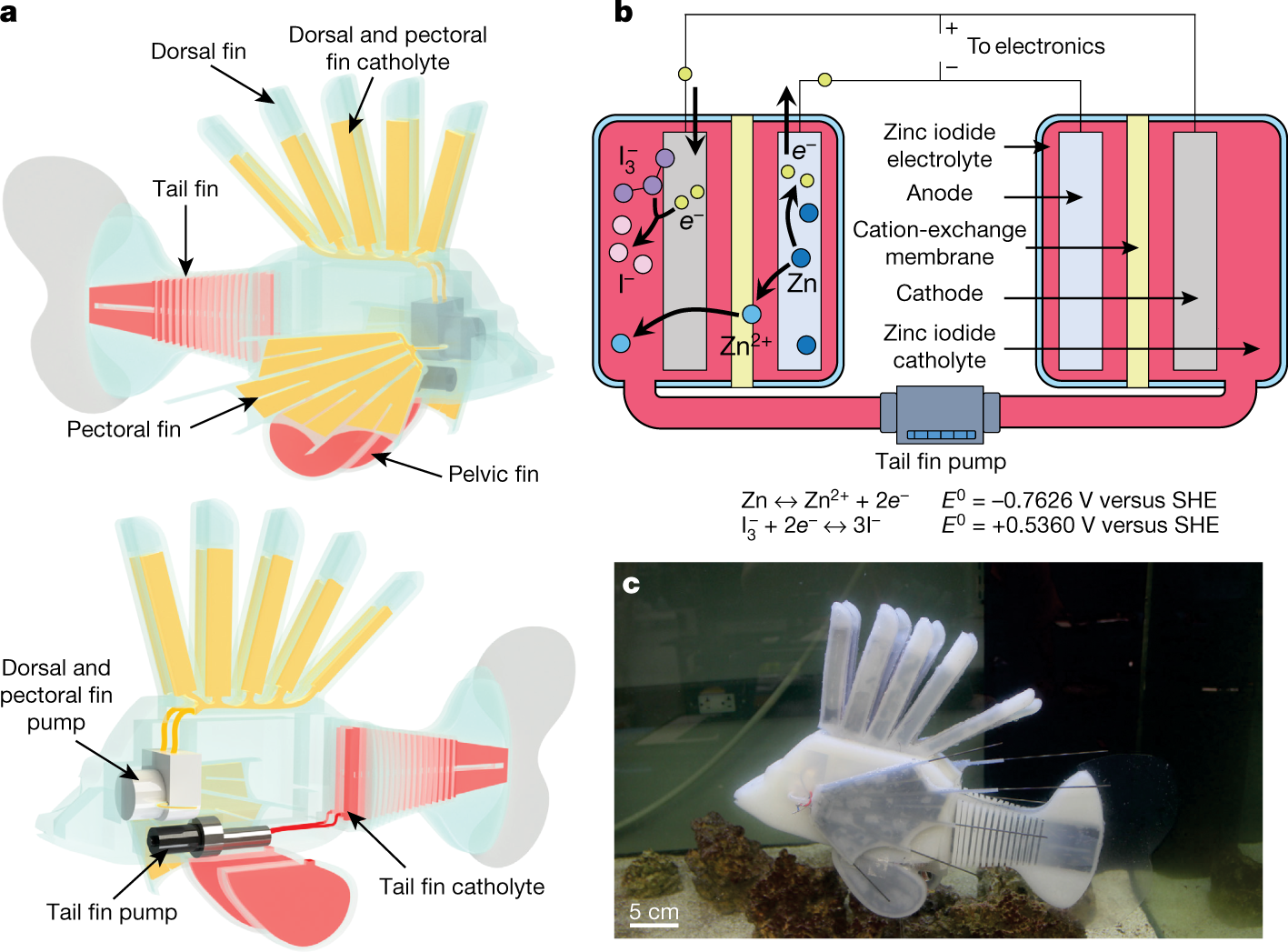 Mechanical and hardware configurations of the robotic fish: (a