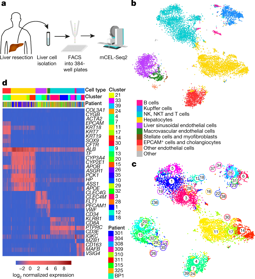 cell types are not found in the liver