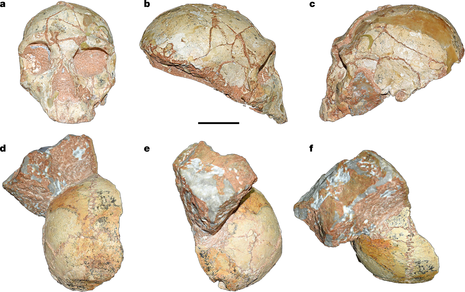 A Skull Bone Discovered in Greece May Alter the Story of Human Prehistory -  The New York Times