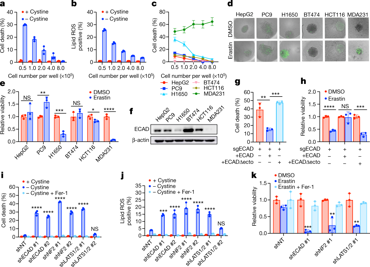 Intercellular Interaction Dictates Cancer Cell Ferroptosis Via Nf2 Yap Signalling Nature Intercellular Interaction Dictates Cancer Cell Ferroptosis Via Nf2 Yap Signalling Nature