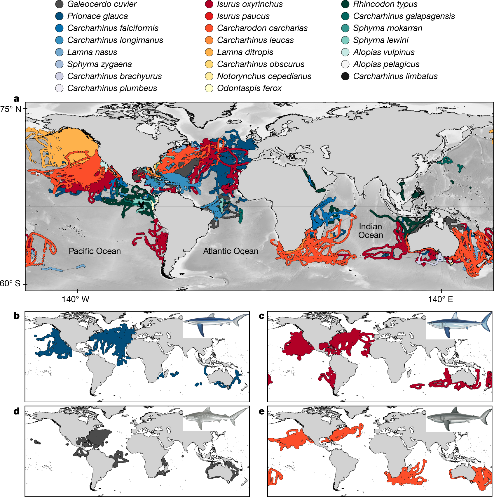 Global spatial risk assessment of sharks under the footprint of