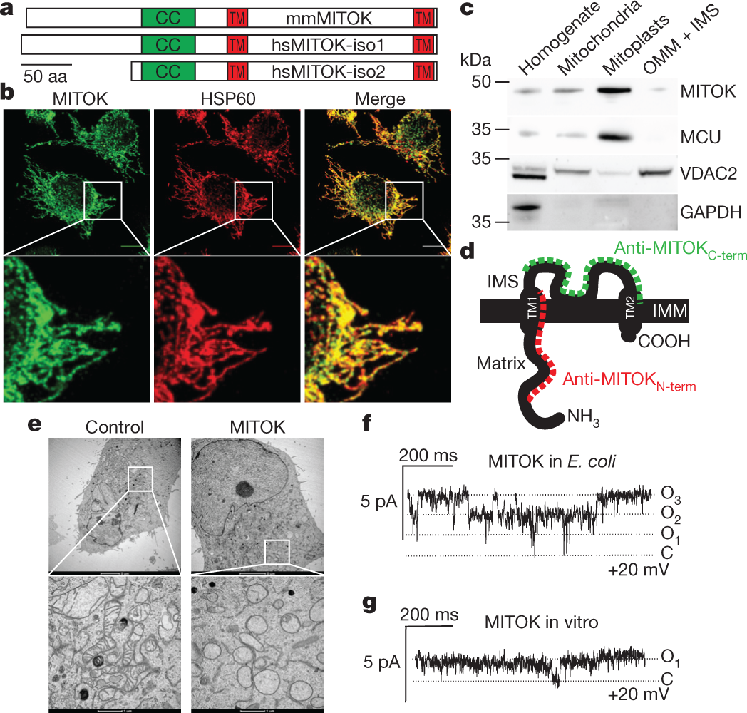 Identification of an ATP-sensitive potassium channel in mitochondria |  Nature