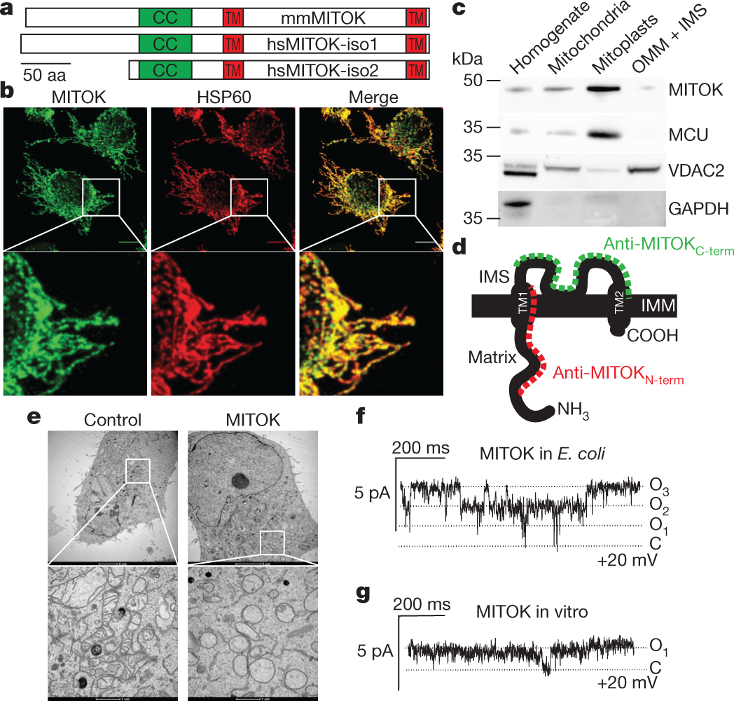 Identification Of An Atp Sensitive Potassium Channel In Mitochondria Nature