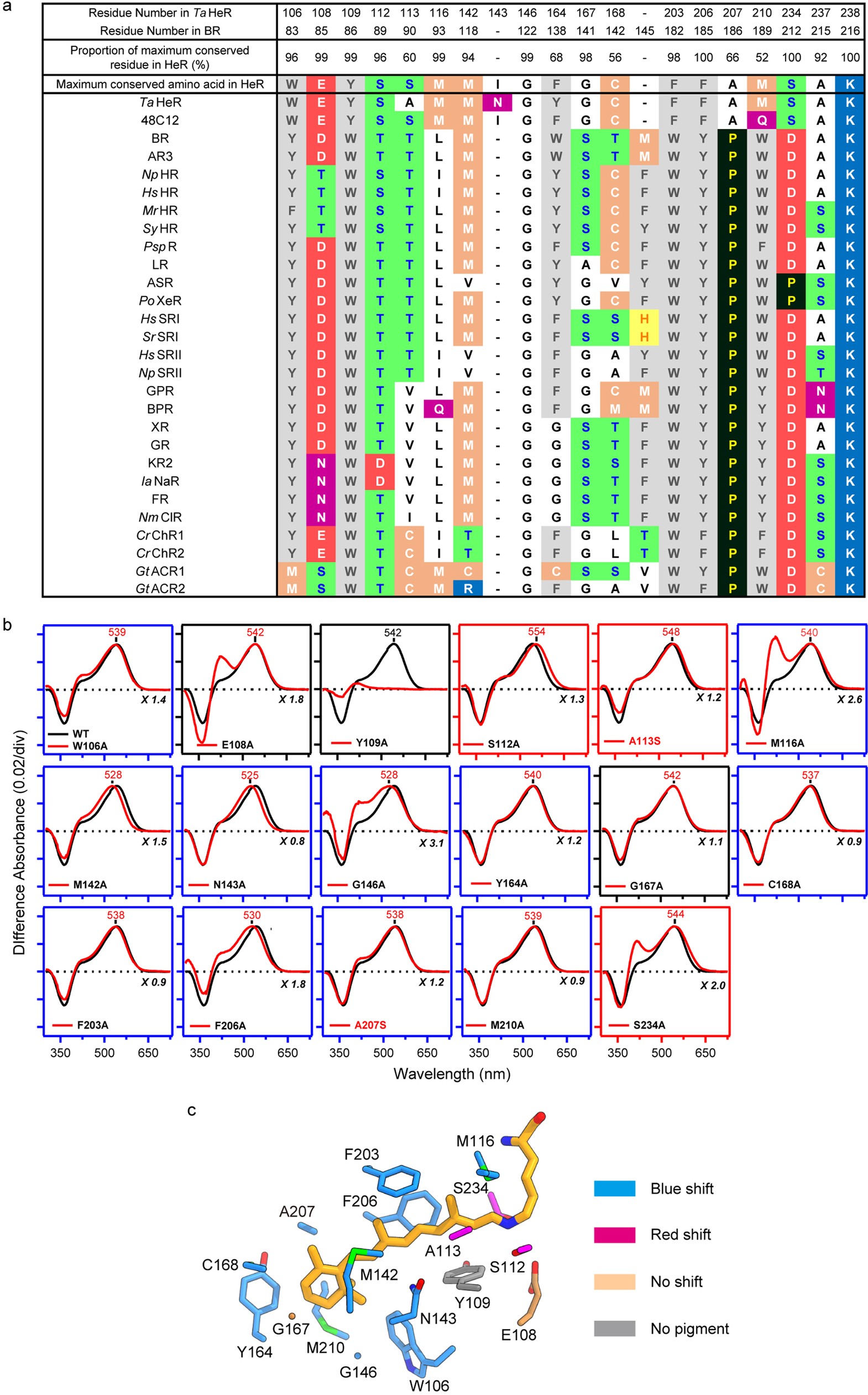 Extended Data Fig. 6: Conservation of the retinal-binding site.