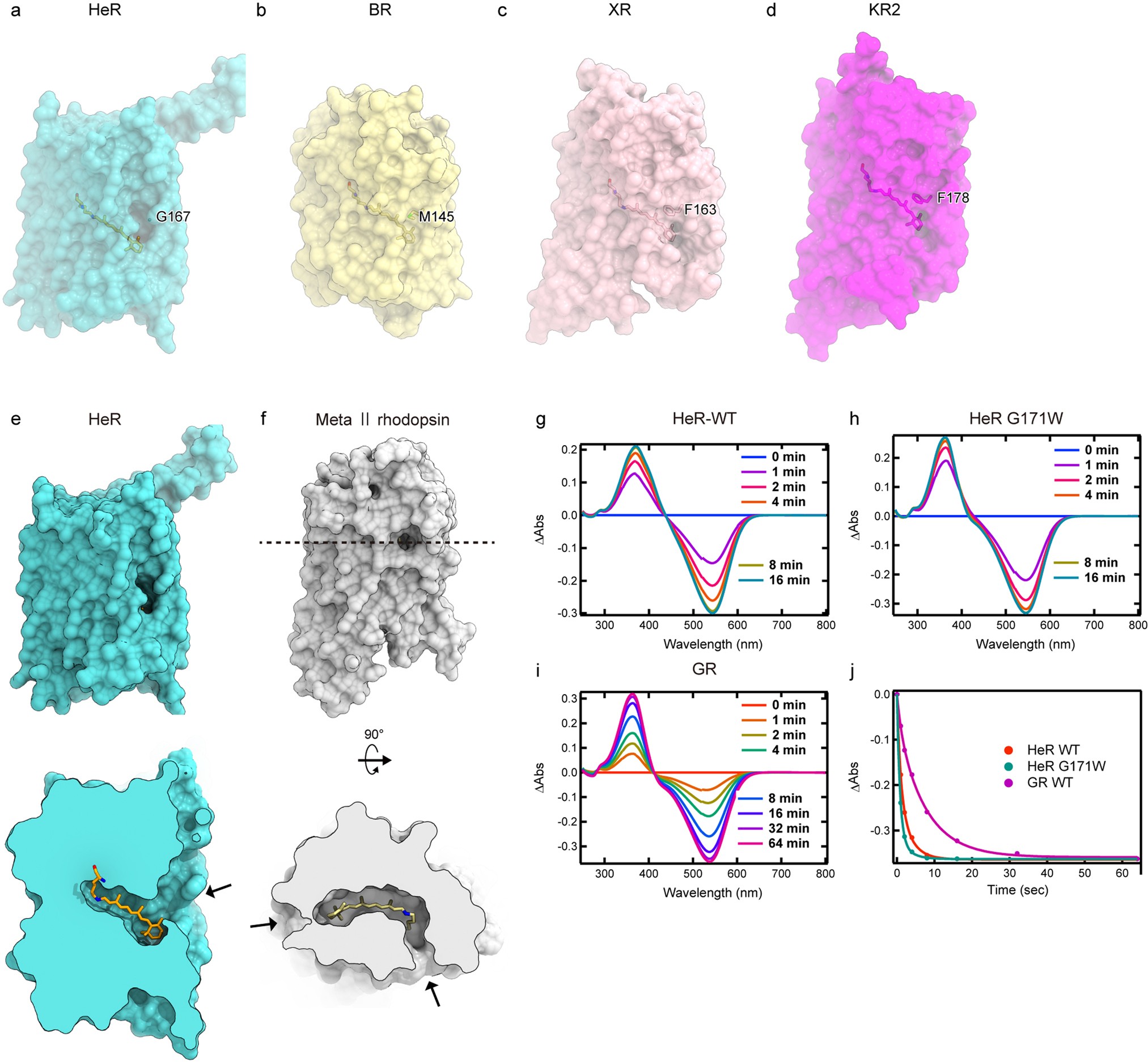 Extended Data Fig. 9: Comparison of lateral fenestrations in microbial rhodopsins.