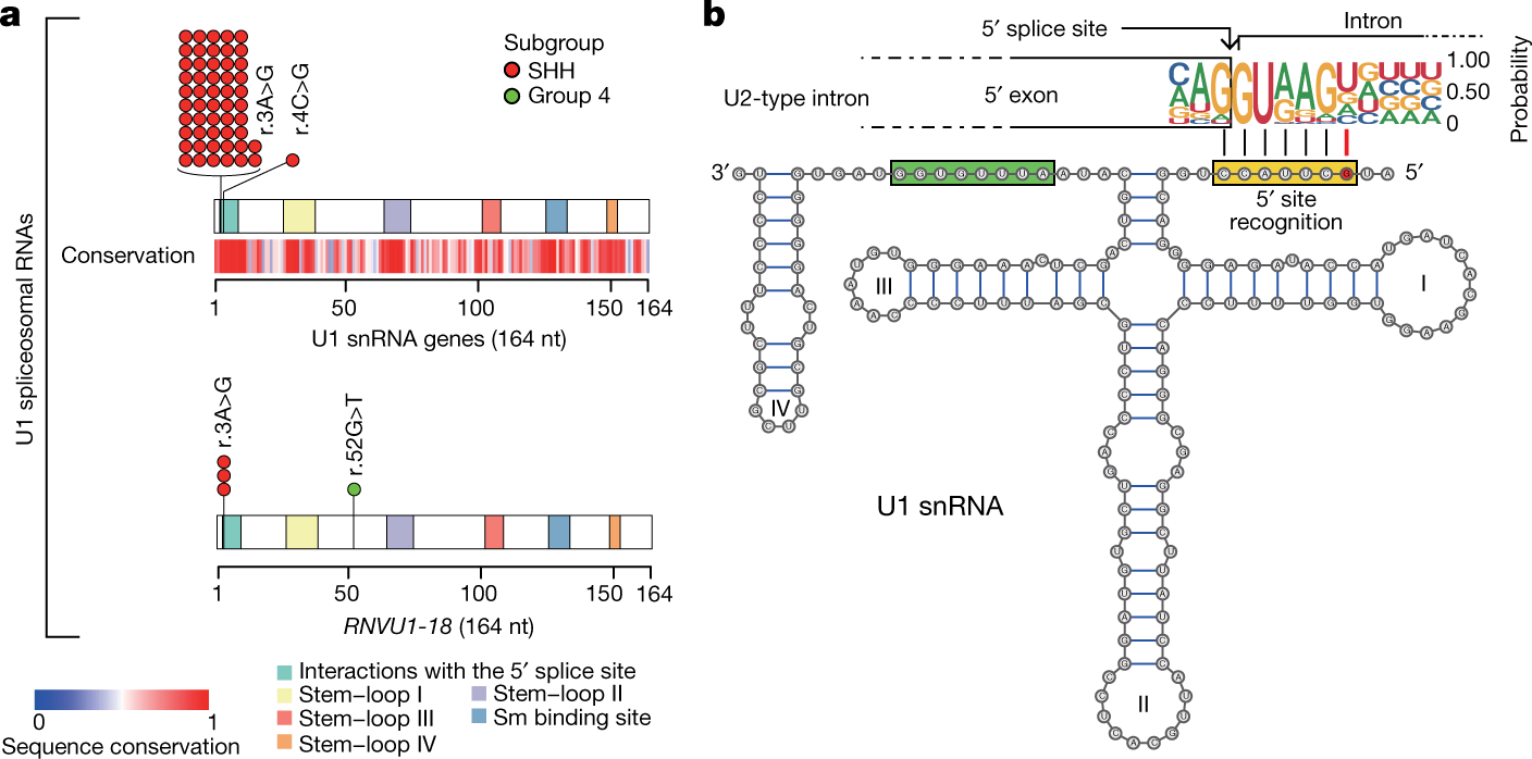 Recurrent Noncoding U1 Snrna Mutations Drive Cryptic Splicing In Shh Medulloblastoma Nature
