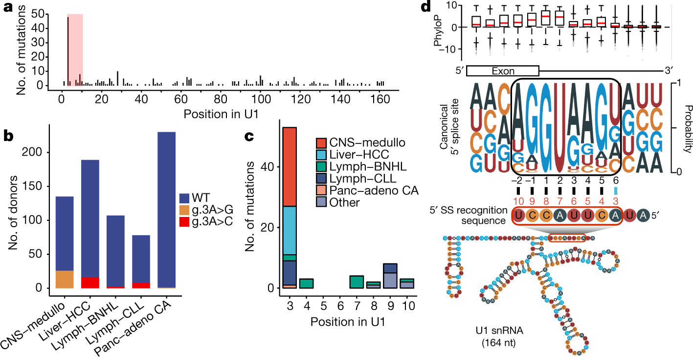 The U1 Spliceosomal Rna Is Recurrently Mutated In Multiple Cancers Nature