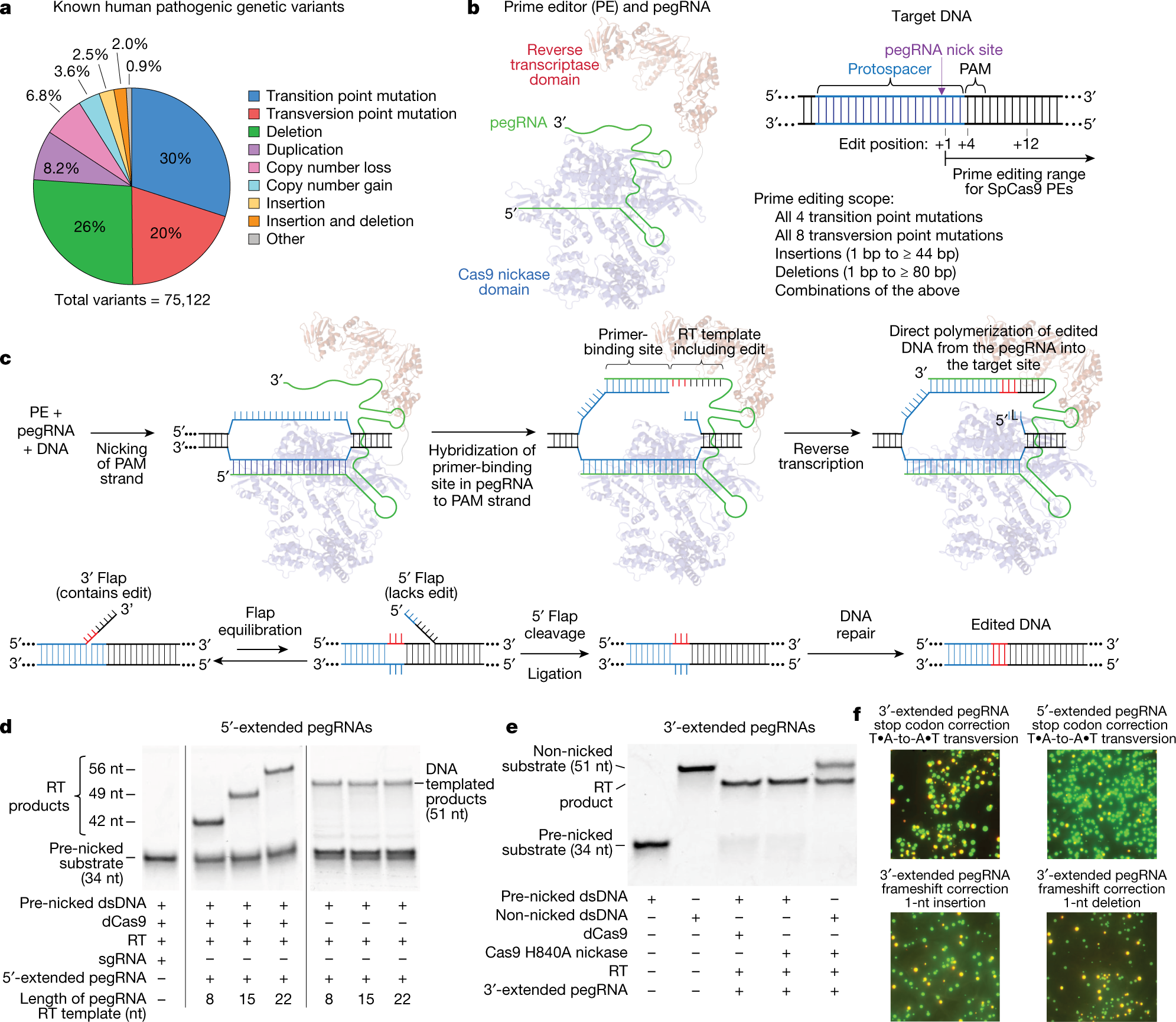 Search And Replace Genome Editing Without Double Strand Breaks Or