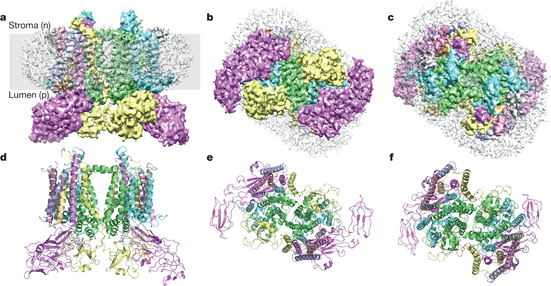 Cryo Em Structure Of The Spinach Cytochrome B6 F Complex At 3 6 A Resolution Nature