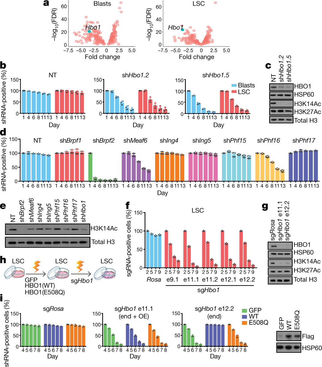 HBO1 is required for the maintenance of leukaemia stem cells | Nature