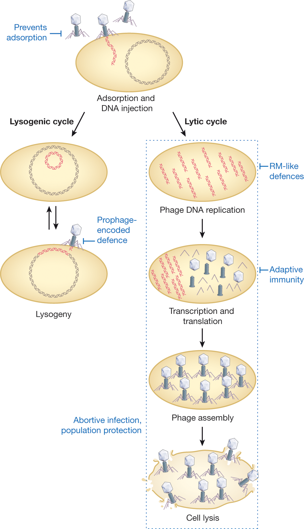 The Arms Race Between Bacteria And Their Phage Foes | Nature The Arms Race Between Bacteria And Their Phage Foes | Nature