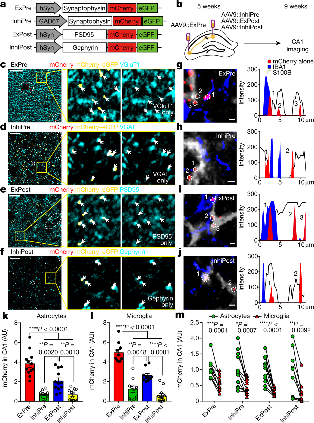 Schematic representation illustrating the astrocyte-synapse alterations