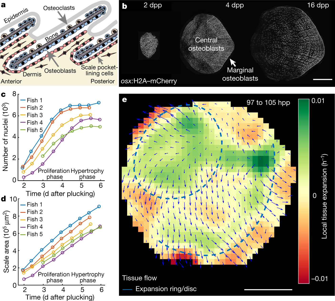Control Of Osteoblast Regeneration By A Train Of Erk Activity Waves | Nature