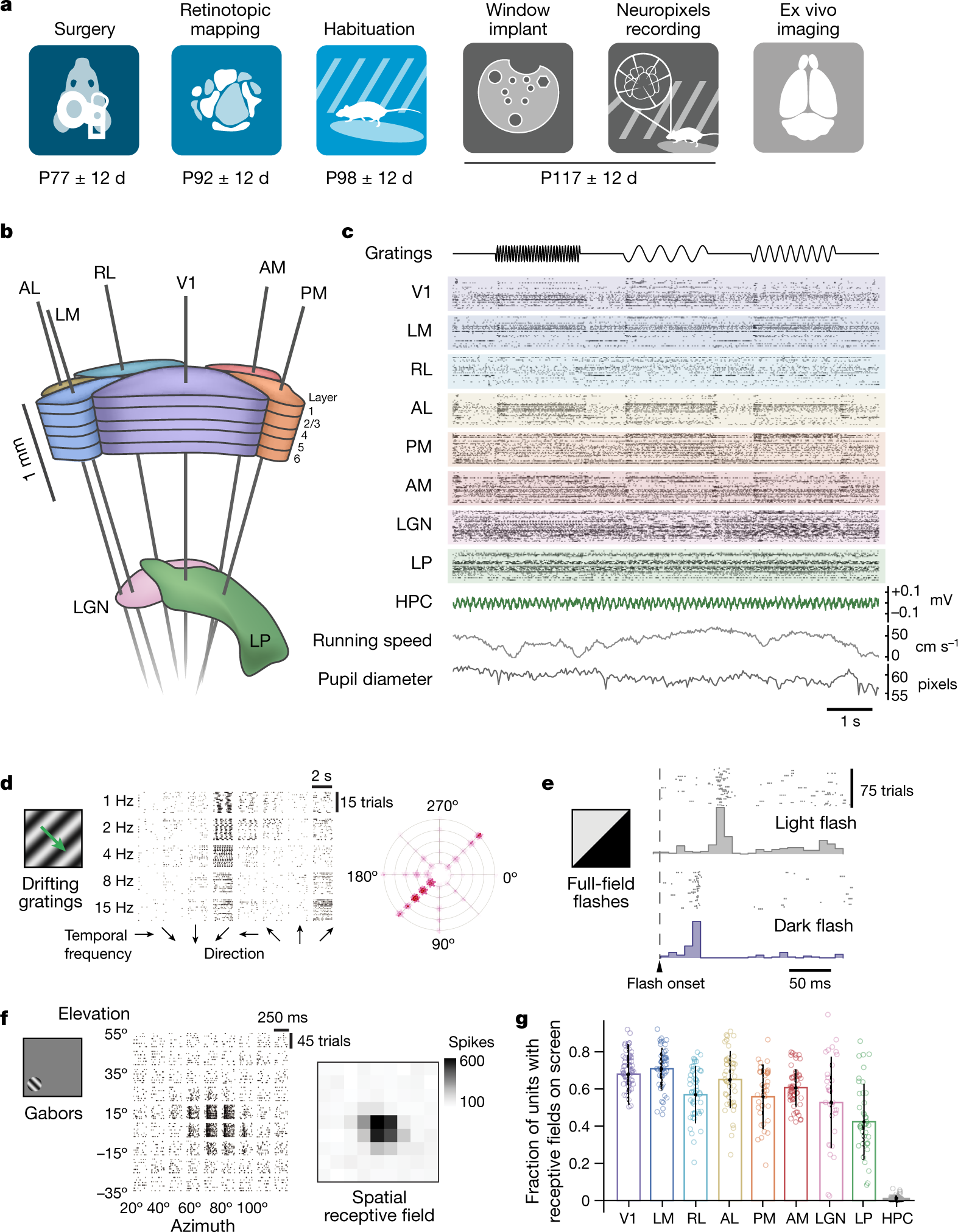 Survey of spiking in the mouse visual system reveals functional hierarchy Nature