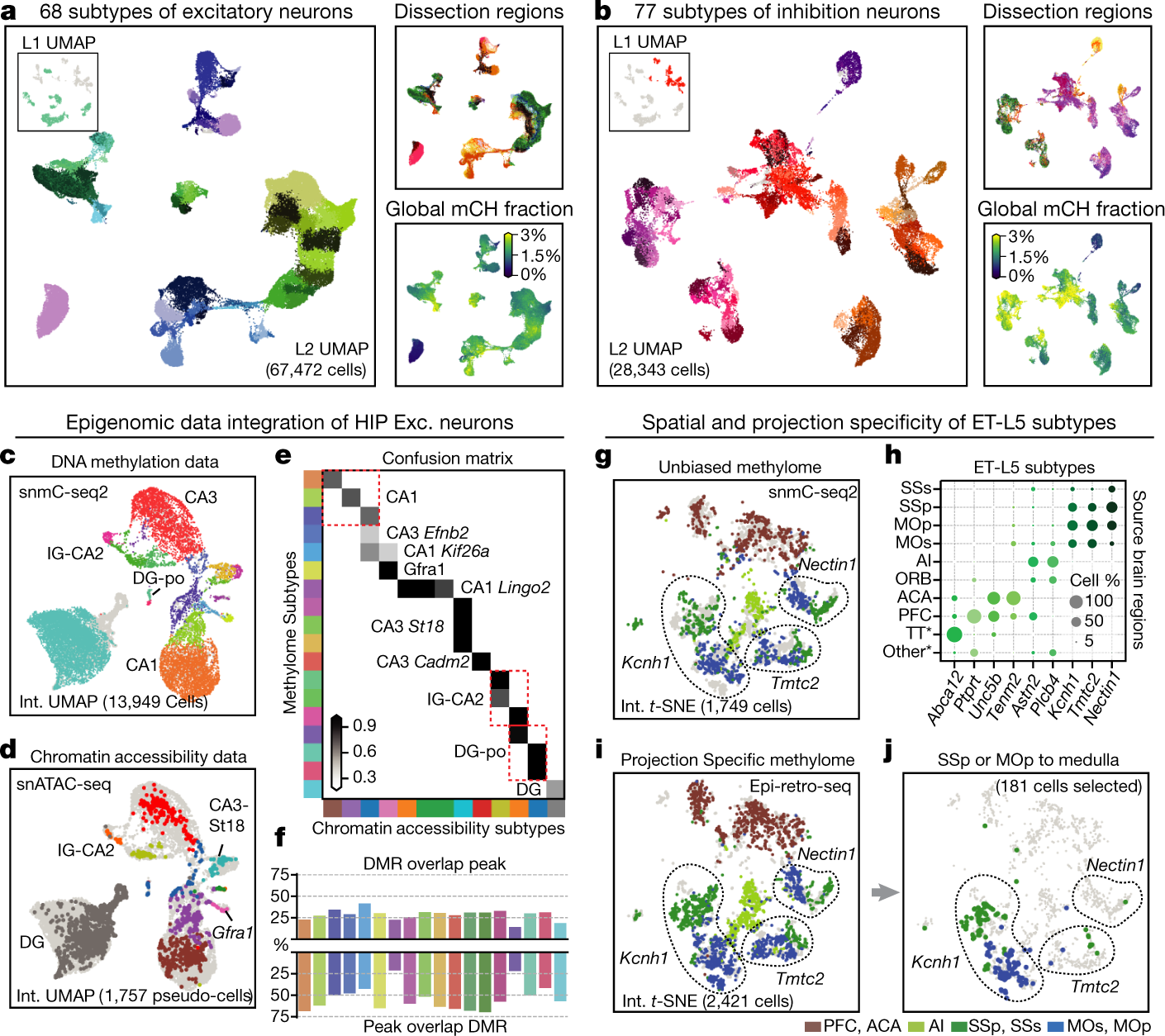 Fig. 2: Epigenomic diversity of neurons.