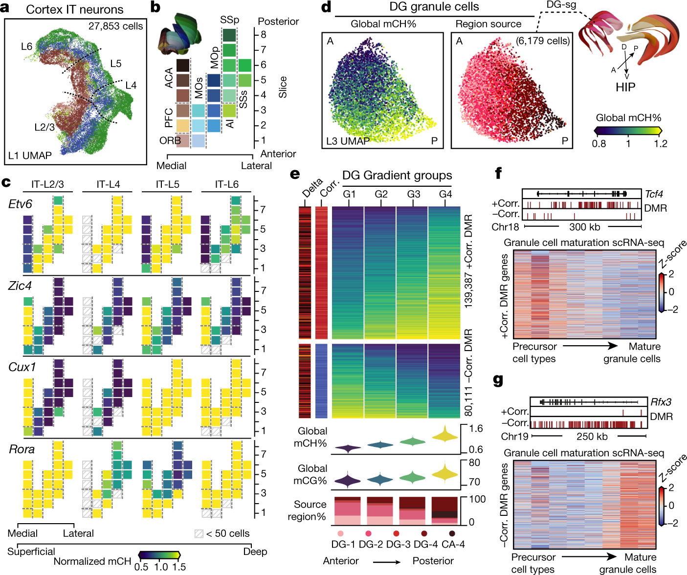 Fig. 5: Brain-wide spatial gradients of DNA methylation.