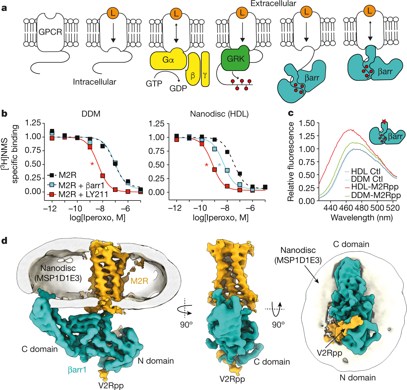 Structure Of The M2 Muscarinic Receptor B Arrestin Complex In A Lipid Nanodisc Nature