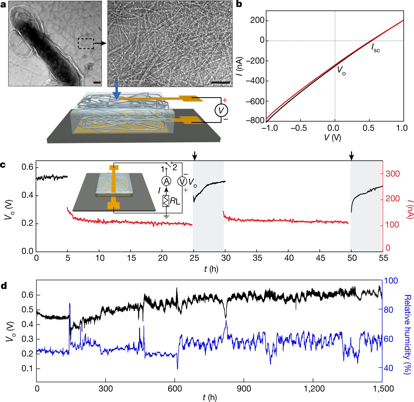 Power generation from ambient humidity using protein nanowires